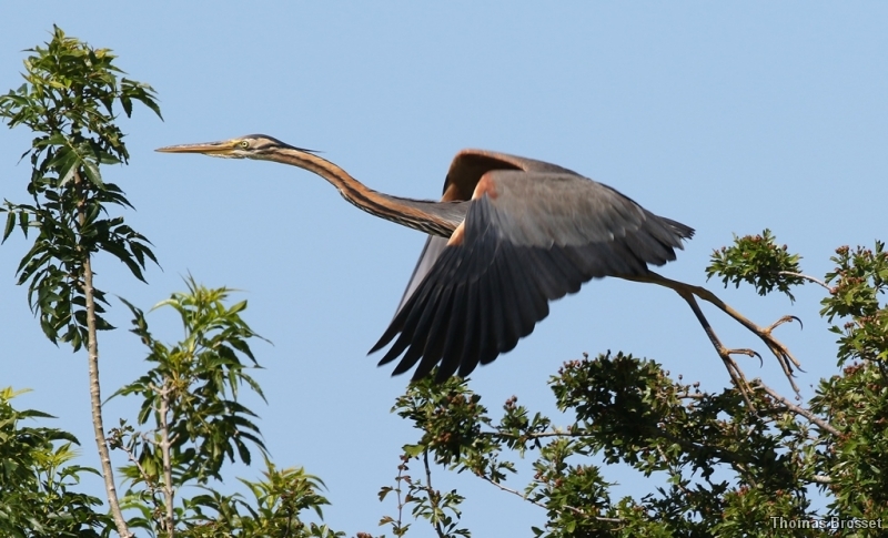Photo Oiseaux