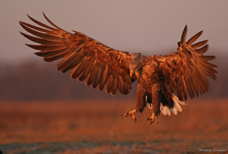 Photo Oiseaux
