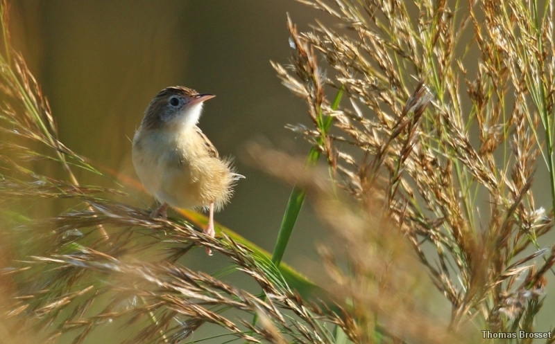 Photo Oiseaux