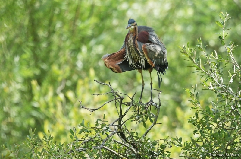 Photo Oiseaux