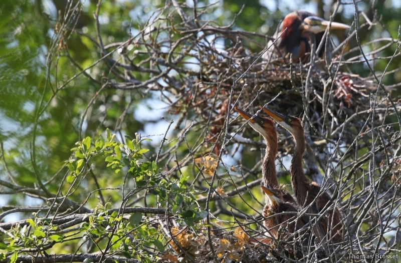Photo Oiseaux