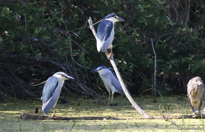 Photo Oiseaux