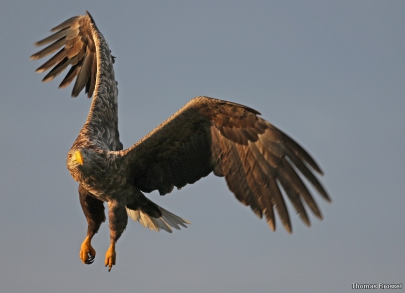 Photo Oiseaux