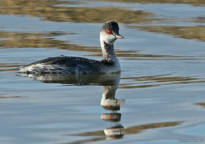 Photo Oiseaux