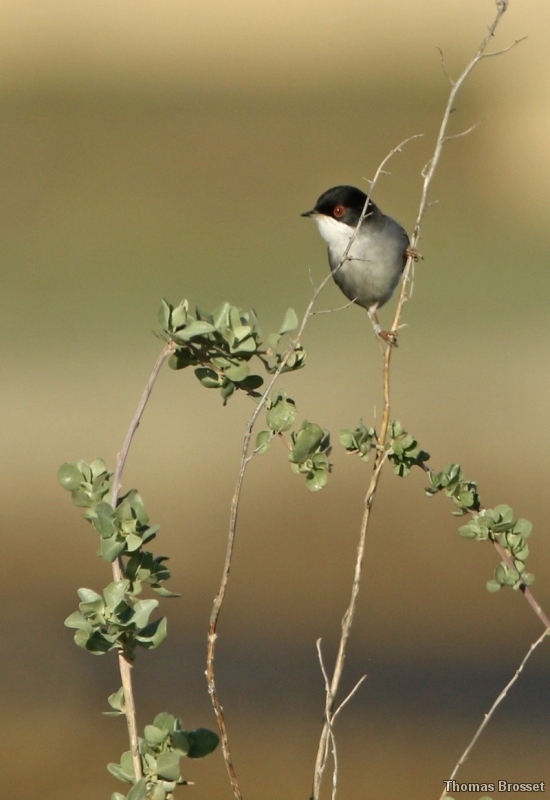 Photo Oiseaux