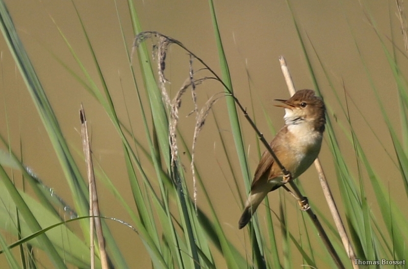 Photo Oiseaux