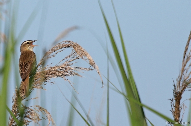Photo Oiseaux