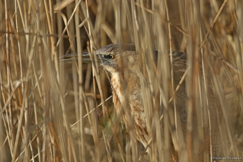 Photo Oiseaux