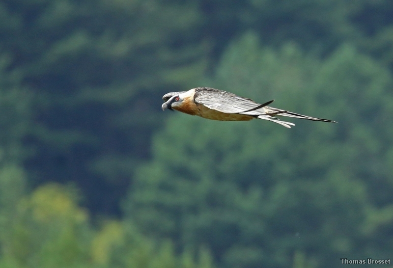 Photo Oiseaux