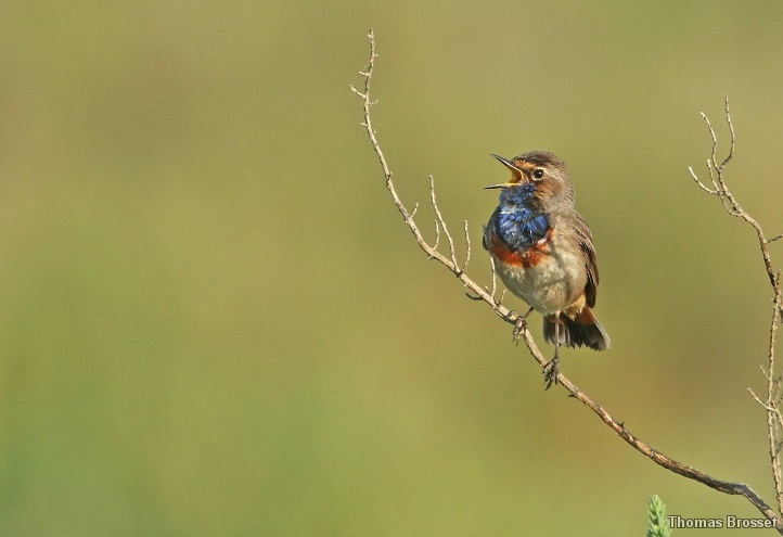 Photo Oiseaux
