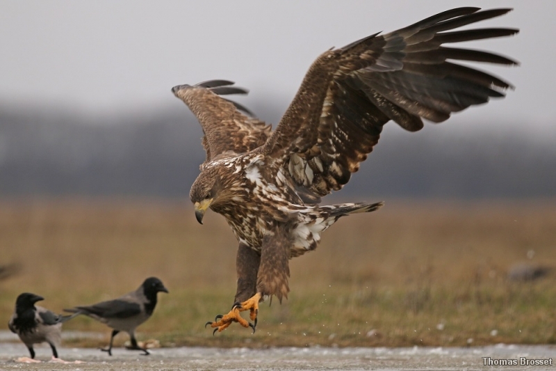 Photo Oiseaux