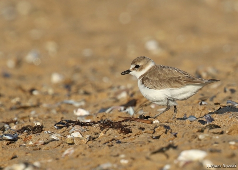 Photo Oiseaux