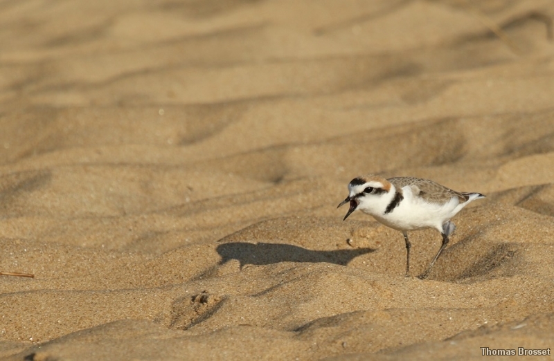 Photo Oiseaux