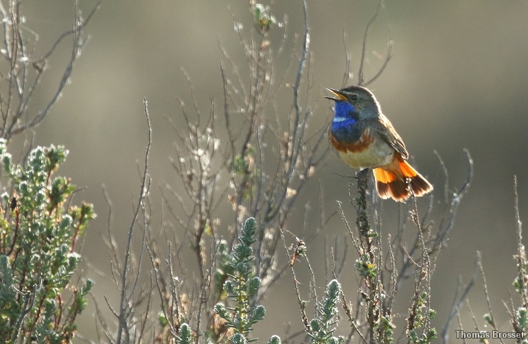 Photo Oiseaux