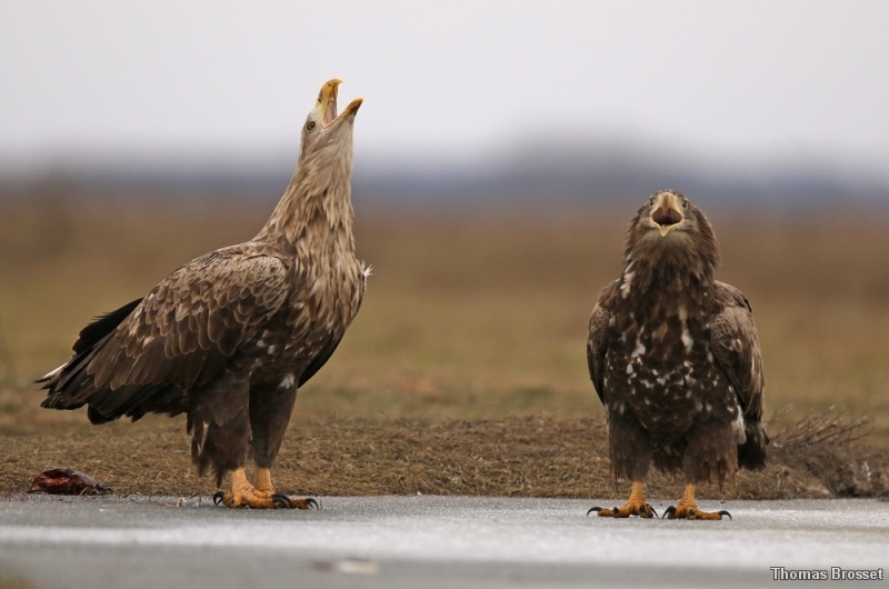 Photo Oiseaux