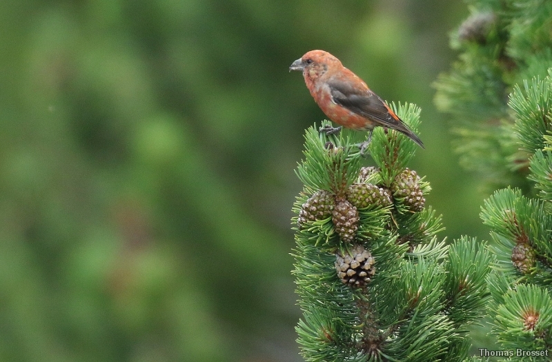 Photo Oiseaux