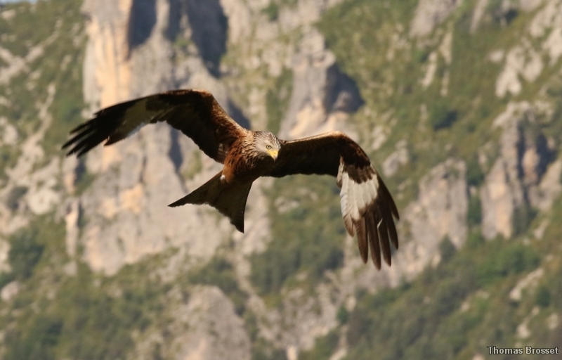 Photo Oiseaux