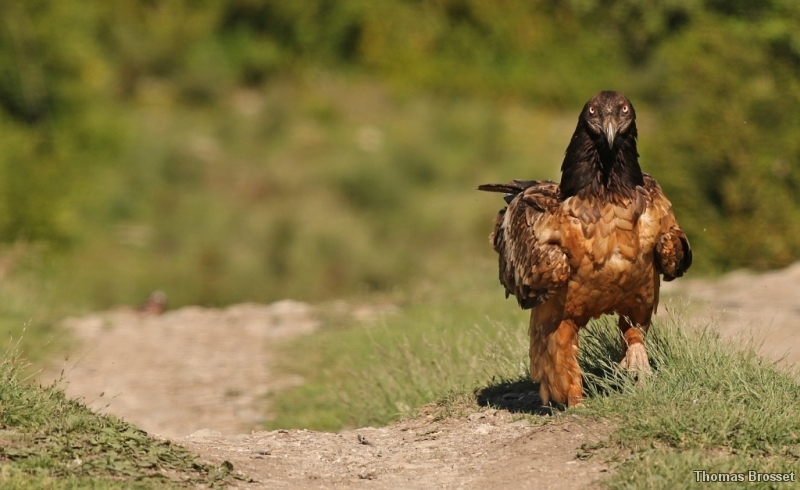 Photo Oiseaux
