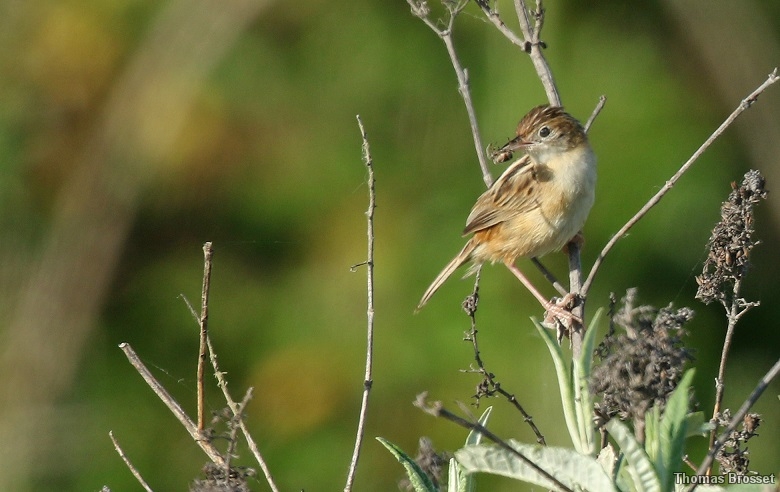 Photo Oiseaux
