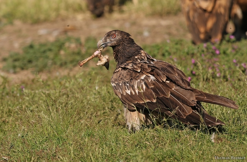 Photo Oiseaux