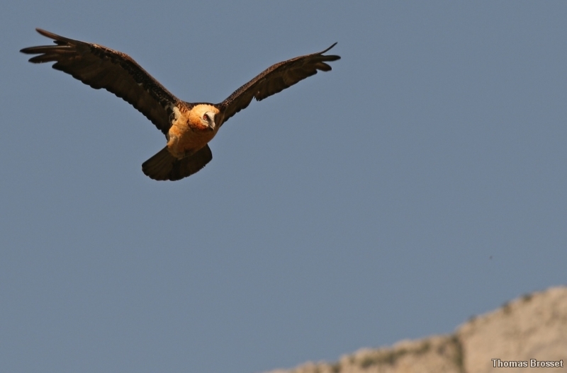 Photo Oiseaux