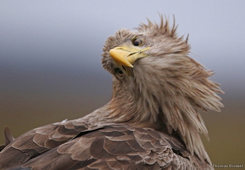 Photo Oiseaux