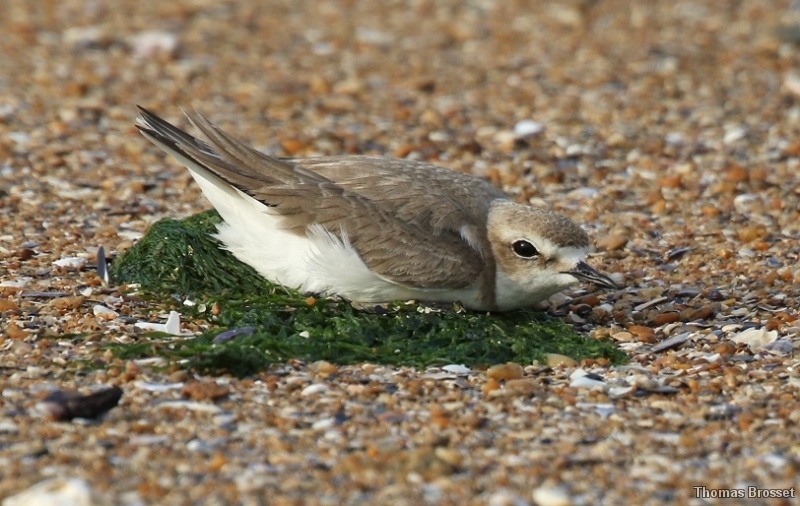 Photo Oiseaux