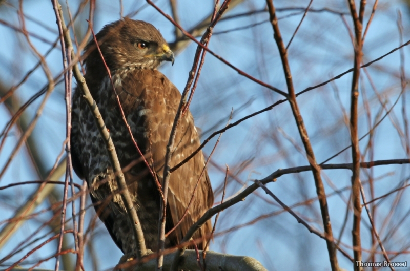 Photo Oiseaux