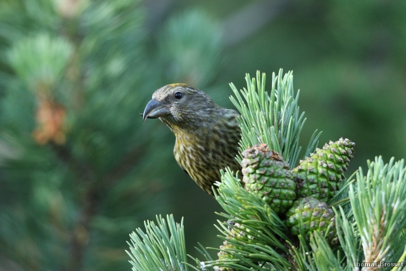 Photo Oiseaux
