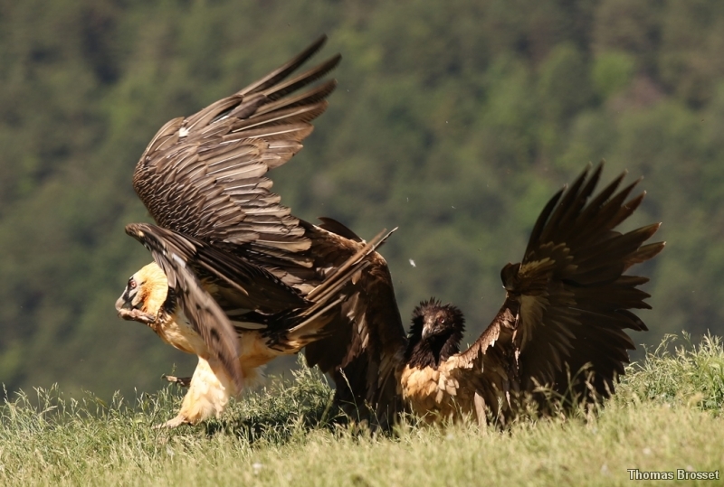 Photo Oiseaux