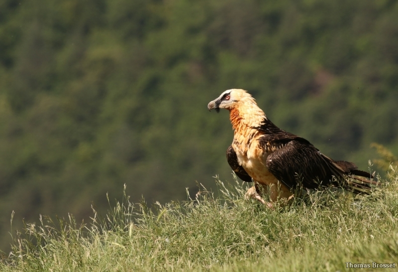Photo Oiseaux