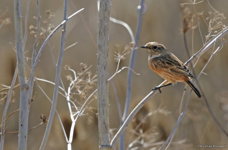 Photo Oiseaux