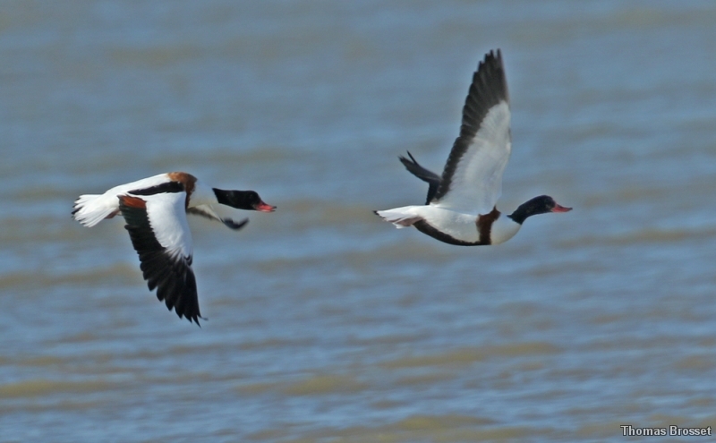 Photo Oiseaux