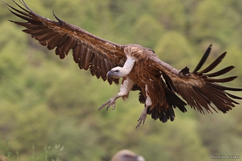 Photo Oiseaux