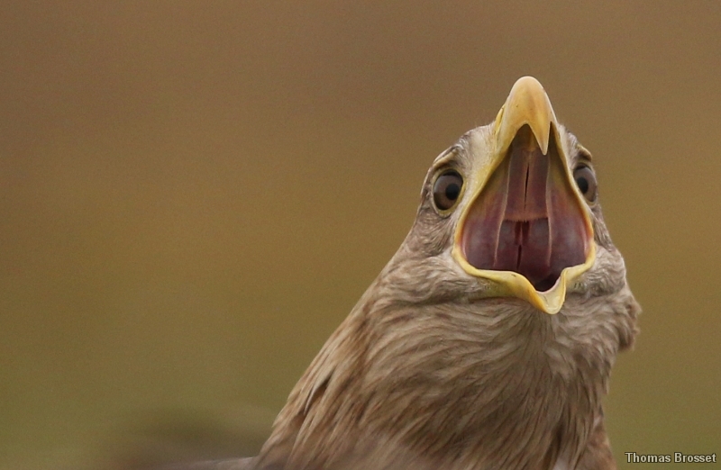 Photo Oiseaux