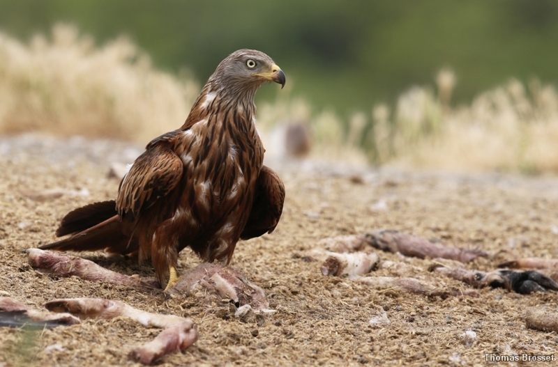 Photo Oiseaux
