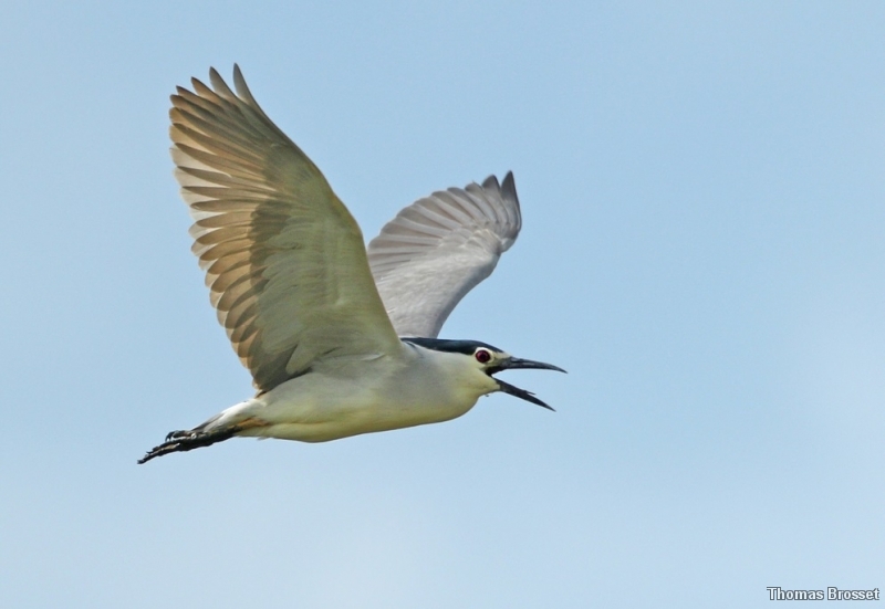Photo Oiseaux