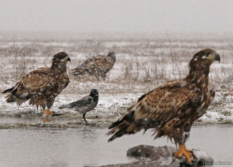 Photo Oiseaux