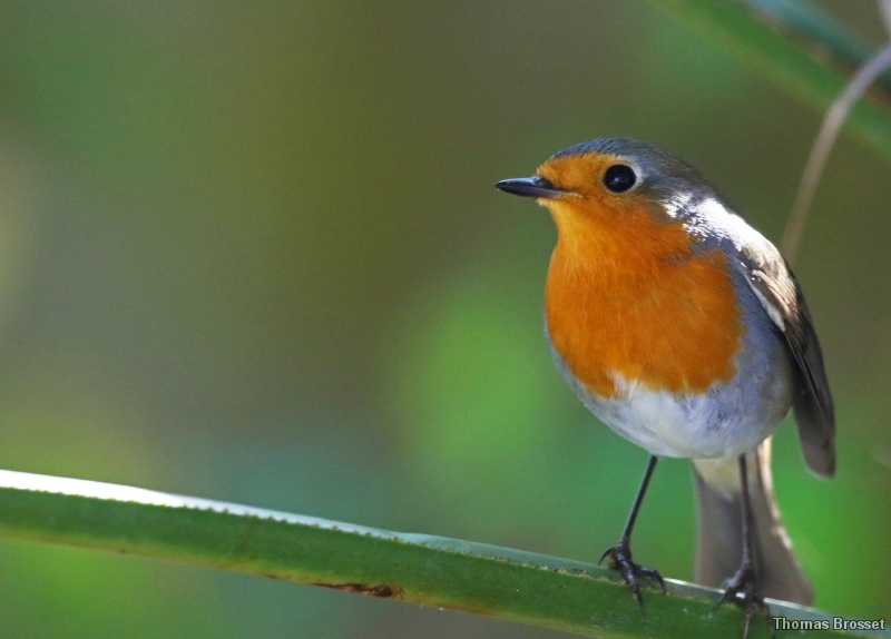 Photo Oiseaux