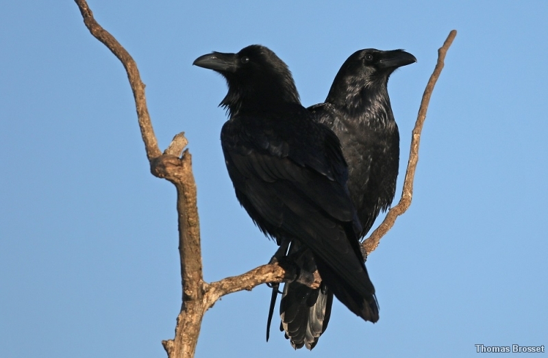 Photo Oiseaux