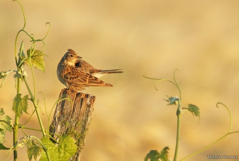 Photo Oiseaux