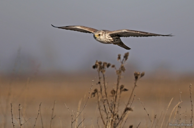 Photo Oiseaux