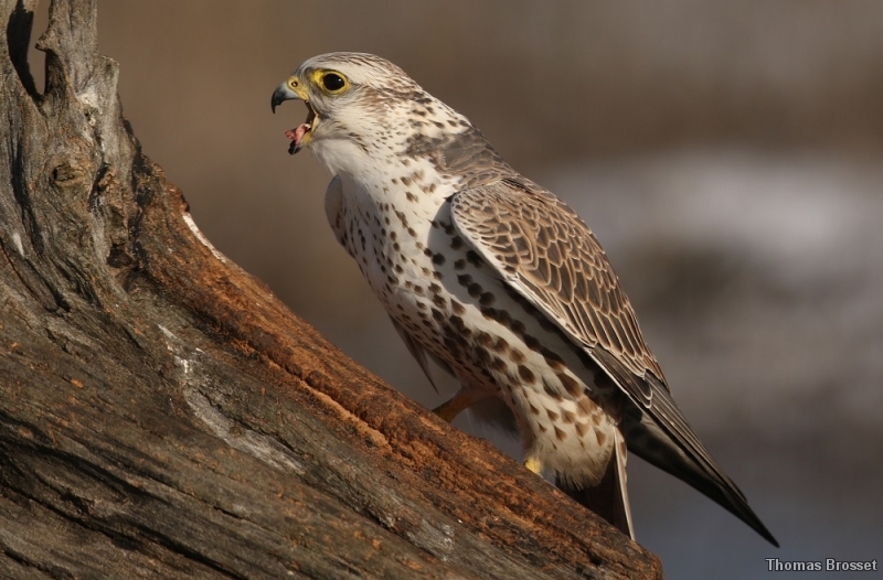 Photo Oiseaux