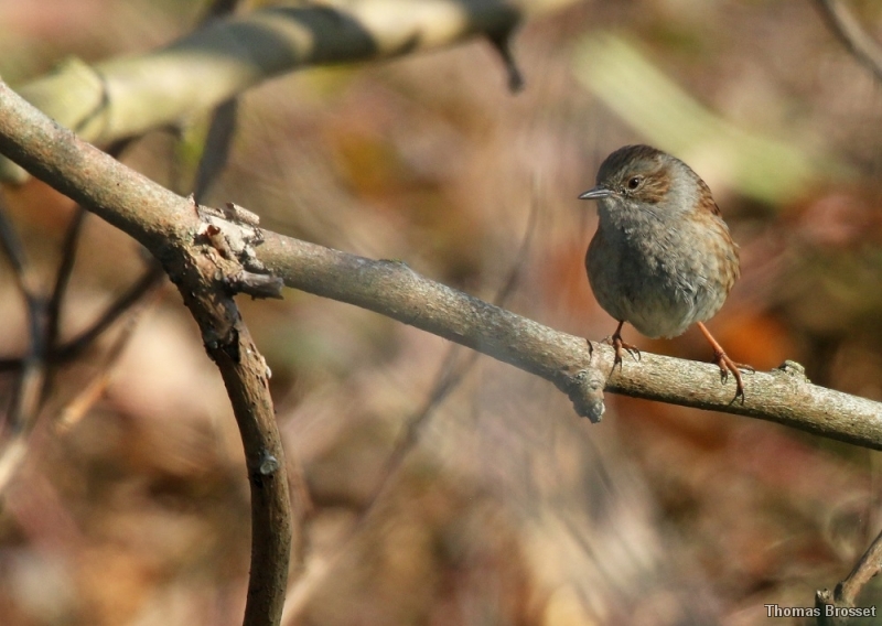 Photo Oiseaux