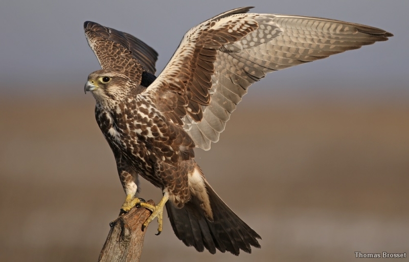 Photo Oiseaux