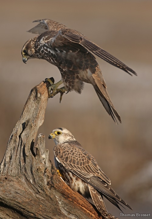 Photo Oiseaux