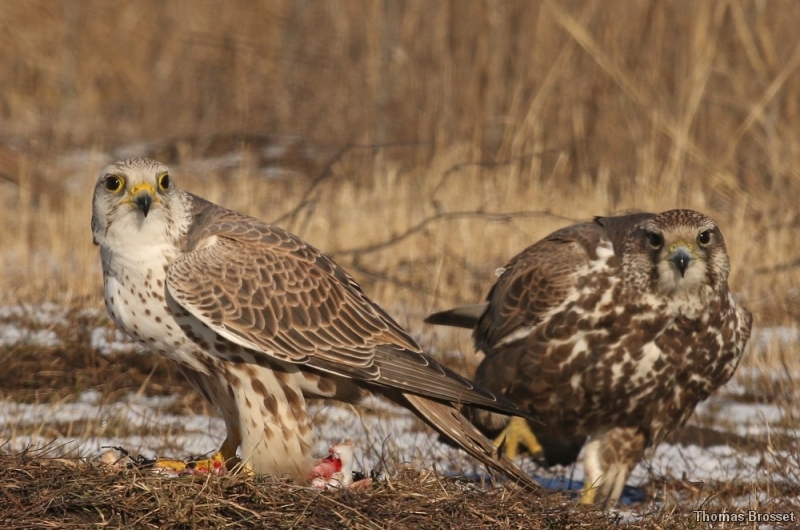 Photo Oiseaux