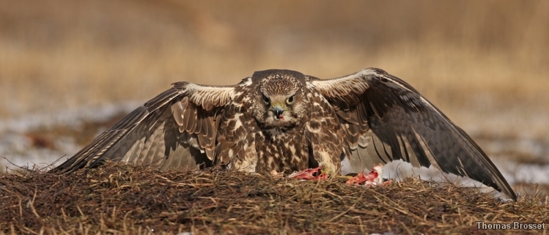 Photo Oiseaux