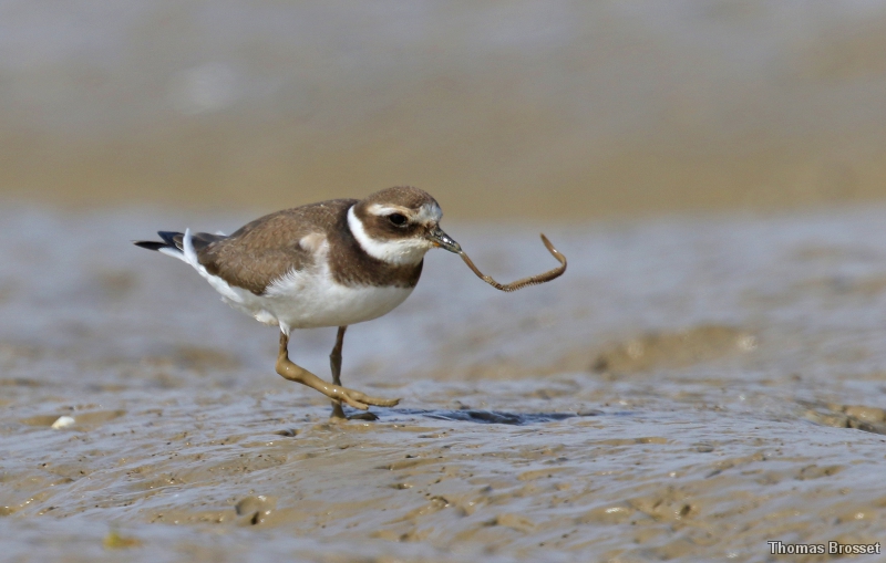 Photo Oiseaux