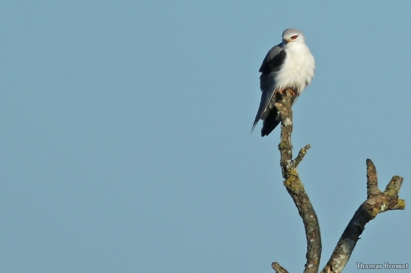 Photo Oiseaux